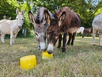 Keeping cool at The Donkey Sanctuary 