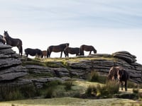 A change in fortune for Dartmoor ponies