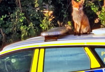 Cunning  culprit who left paw marks on police car...  was a fox