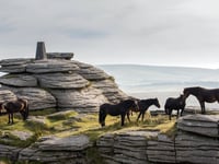 Competition to capture the charm of Dartmoor ponies in pictures