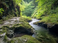 Lydford Gorge and Tree Surfers make best Devon family attractions list