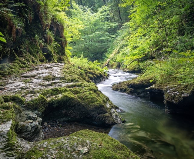 Lydford Gorge and Tree Surfers make best Devon family attractions list