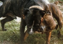 Call to report dog fighting to RSPCA
