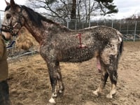 Couple given ten-year animal ban for serious horse neglect