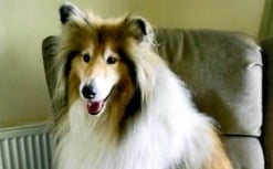 Animal Matters for July