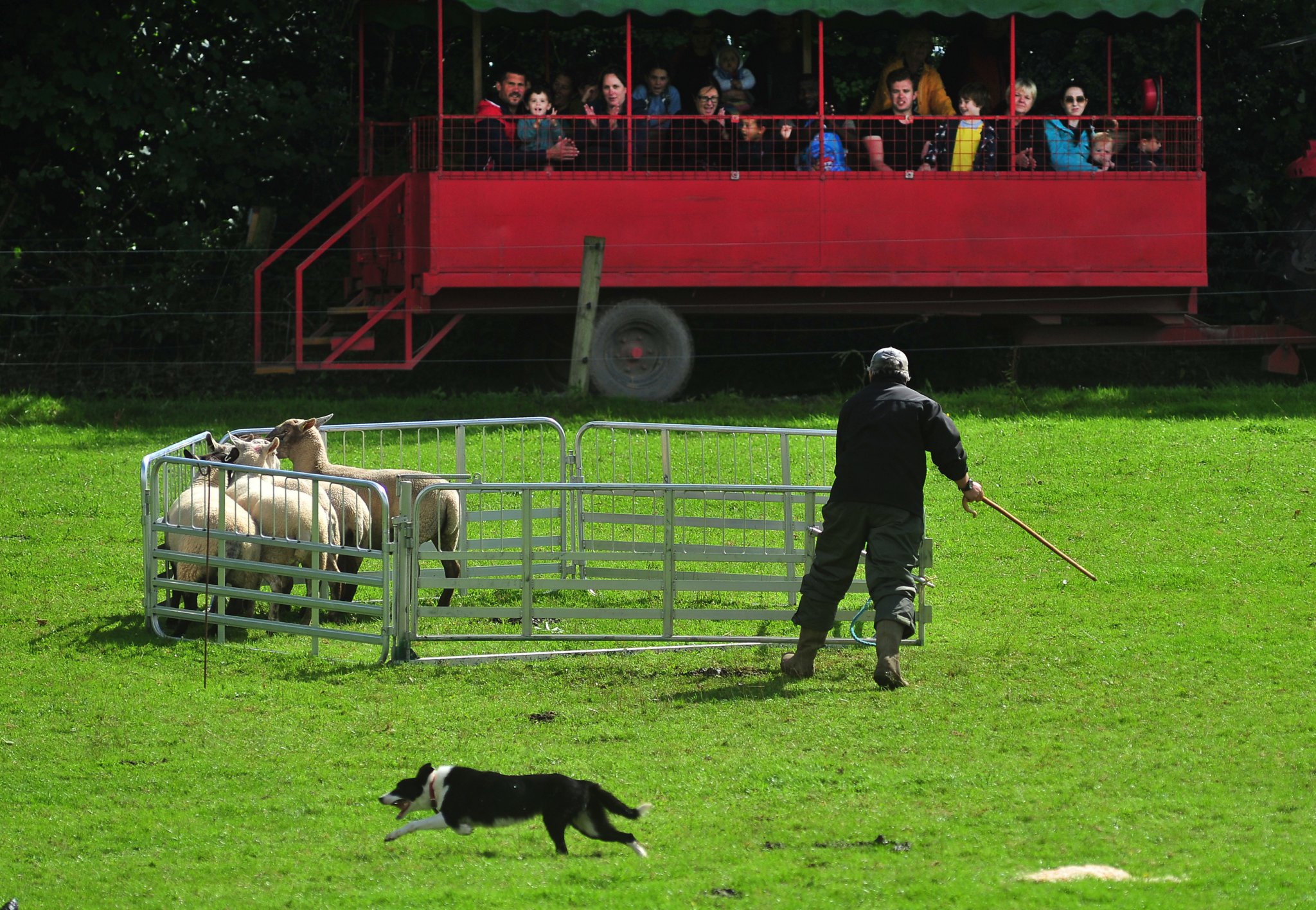 Sheepdog competition: Every dog has its day