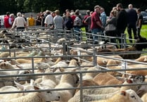 CHAGFORD LIVESTOCK MARKET: July sale attracted better entry
