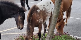 PHOTO: Dartmoor ponies spotted snacking on Chagford flowers