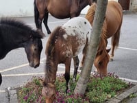 PHOTO: Dartmoor ponies spotted snacking on Chagford flowers