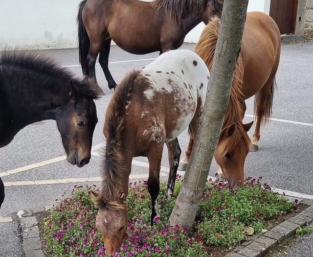 PHOTO: Dartmoor ponies spotted snacking on Chagford flowers