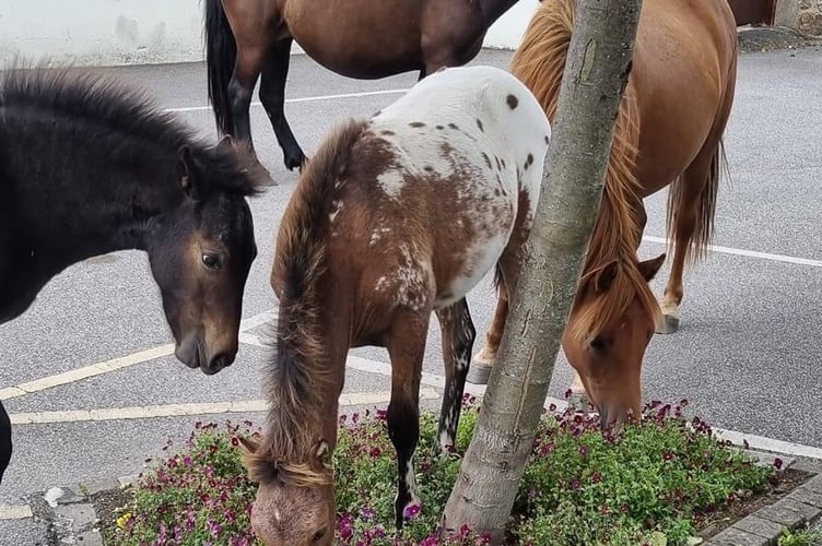 Dartmoor ponies eat flowers The Globe Inn Chagford
