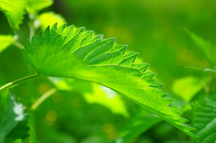 Stock photo of a stinging nettle leaf