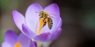 Open garden for Hospiscare