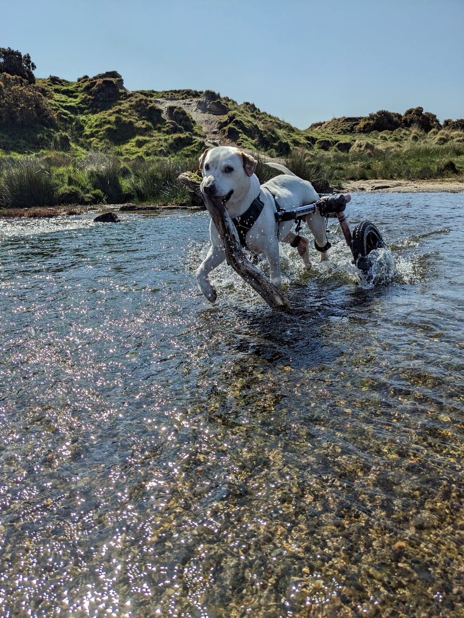 Dog hopes to become first wheelchair dog to reach Mount Snowdon summit