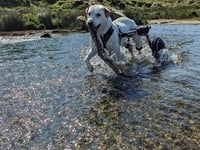 Dog hopes to become first wheelchair dog to reach Mount Snowdon summit