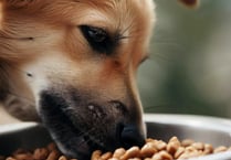 Hamlets council ups game to tackle pet food factory smell