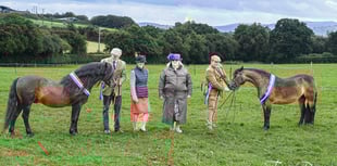 Characterful stallion a prolific winner at Dartmoor Pony Society show