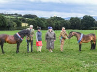 Characterful stallion a prolific winner at Dartmoor Pony Society show