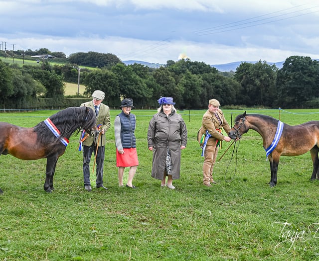 Characterful stallion a prolific winner at Dartmoor Pony Society show