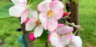 PHOTO: Are your apple blossoms blooming?