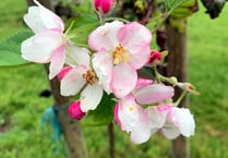 PHOTO: Are your apple blossoms blooming?
