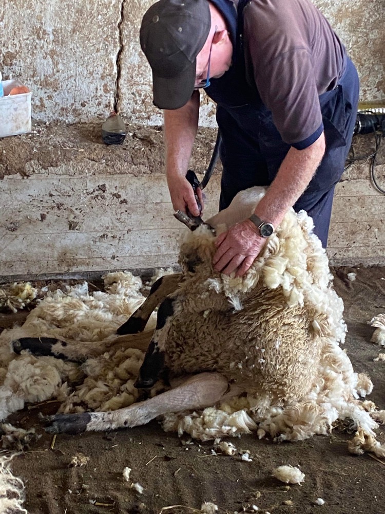 Is Basil Madge, 88, the oldest sheep shearer in town?