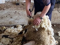 Is Basil Madge, 88, the oldest sheep shearer in town?