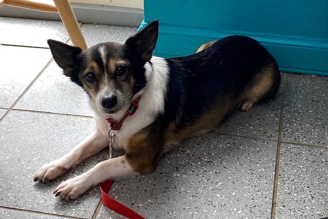 District Council does U-turn on banning dogs-off-the-lead 