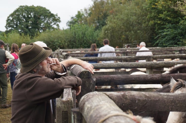 Chagford Pony Drift Sale 2023