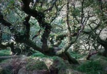 Duchy of Cornwall backs plan to restore Dartmoor’s rainforests