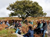 Acorns gathered to grow mighty oaks on Dartmoor