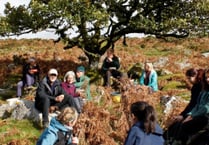 Acorns gathered to grow mighty oaks on Dartmoor