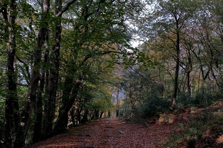 Wistman's Wood
