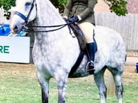 Top prize for young Belstone horse breeder