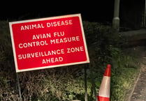Shock that bird flu returns to Devon again
