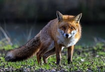 Residents raise fox hunting worries