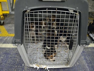 Bill brought forward to stop illegal puppy trade