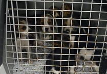 Bill brought forward to stop illegal puppy trade
