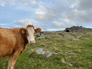 Independent Review calls for radical change on Dartmoor