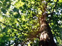 10,000 trees being planted in Devon with help of new tree funding
