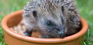 Wild about Devon invites residents to come  and learn about nature