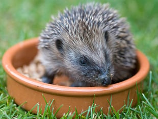 Wild about Devon invites residents to come  and learn about nature