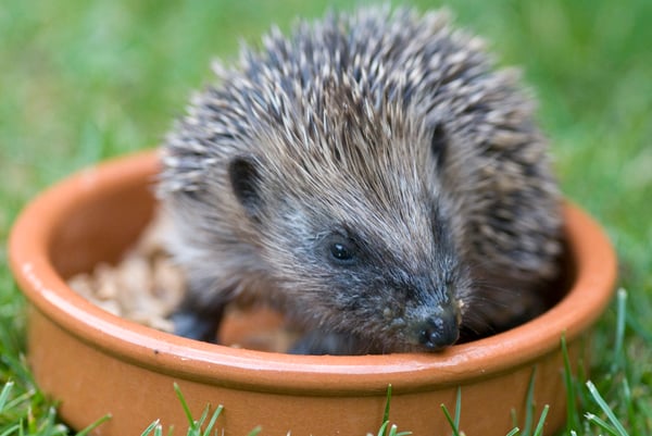 Hedgehogs are in decline across the UK, says the Woodland Trust.