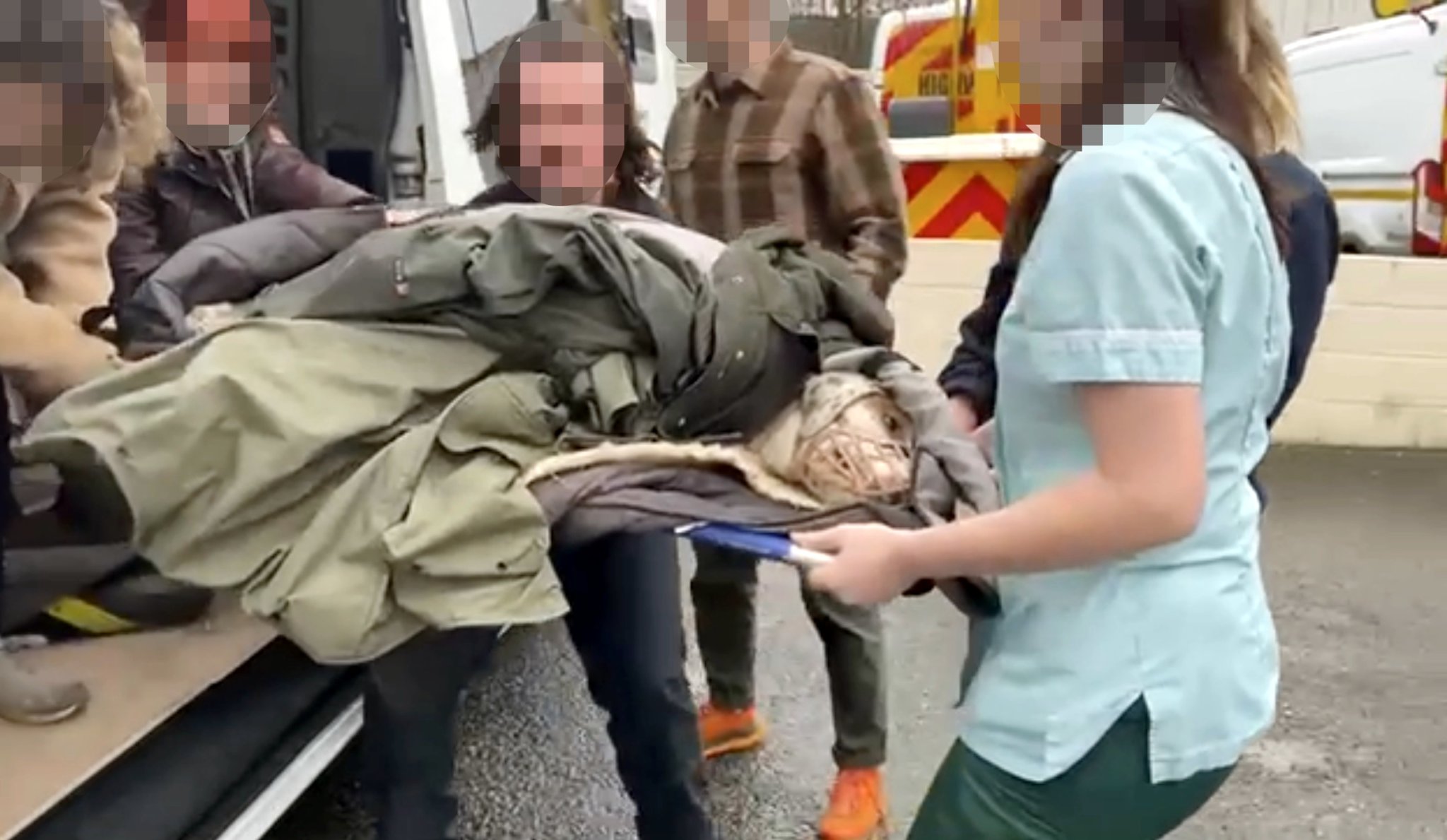 Two hounds killed in A30 crash