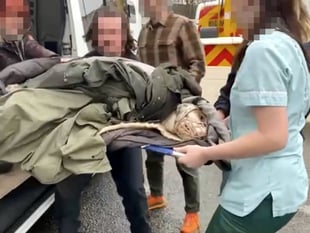 Two hounds killed in A30 crash
