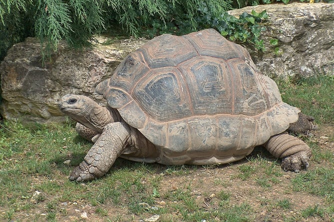The Aldabra giant tortoise is a protected species