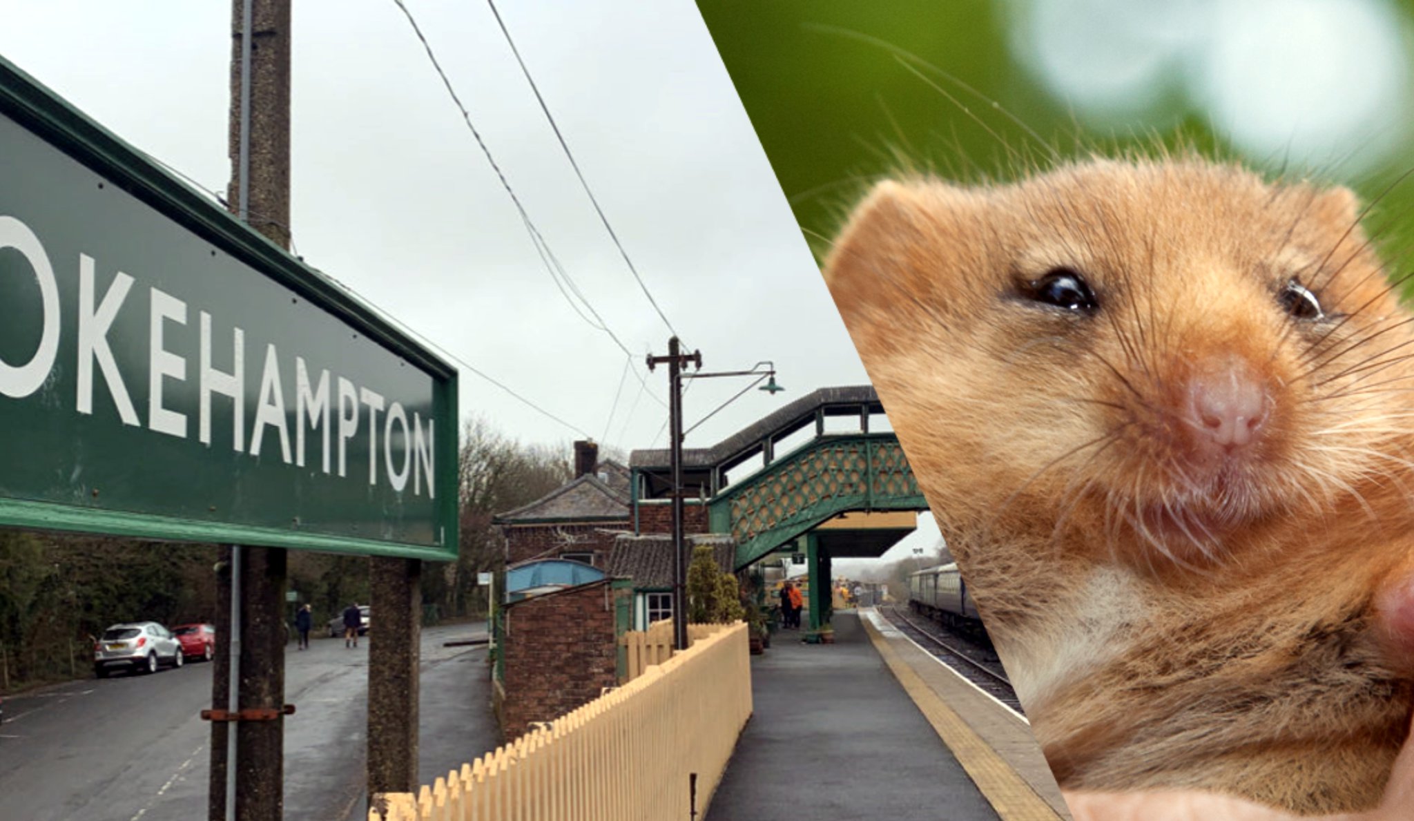 Network Rail to create new haven for dormice