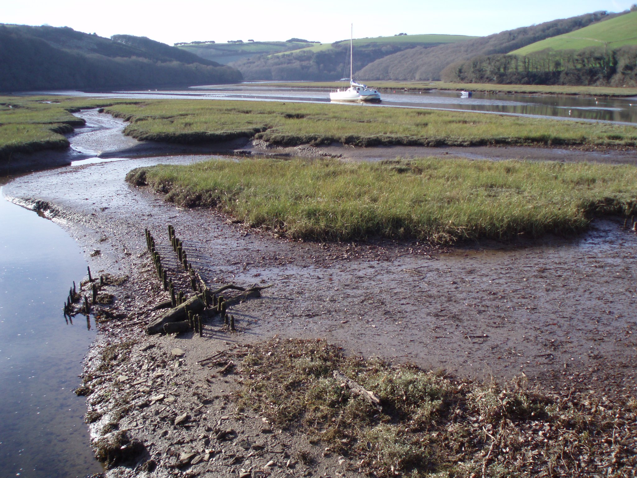 Our local champion of carbon trappers