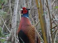 Letter: Pheasants are not the enemy
