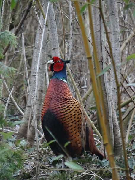 a pheasant